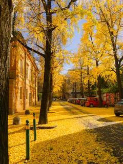 Městská ulice pokrytá žlutými listy na zemi v podzimním období